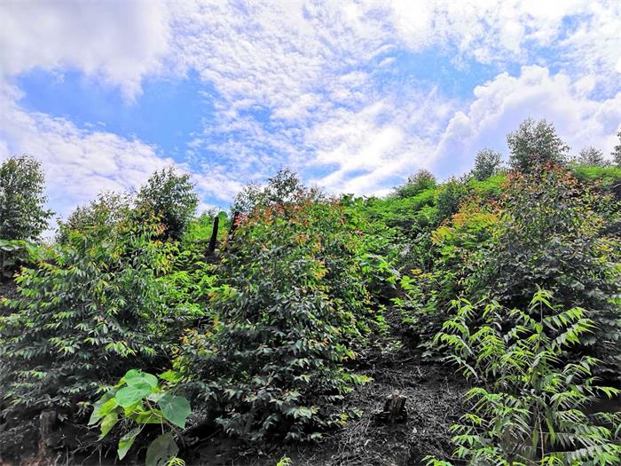 1584520815587576.jpg 1.jpg